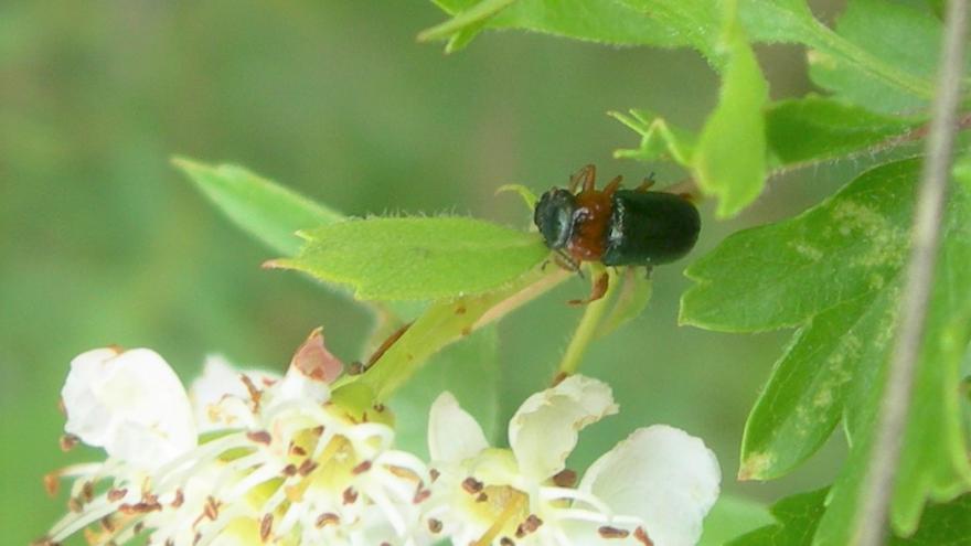 Insecto en una planta