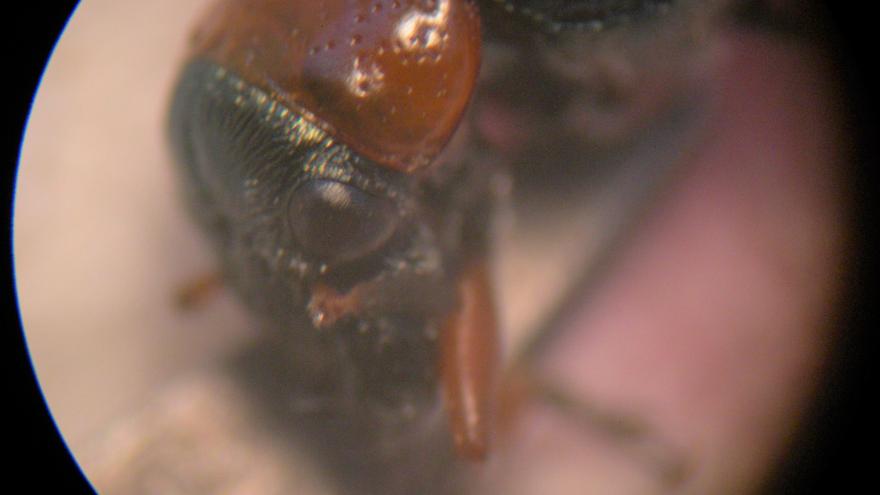 Vista de un insecto a través de microscopio