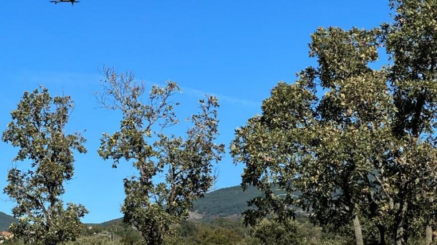 vacas en el campo pastando