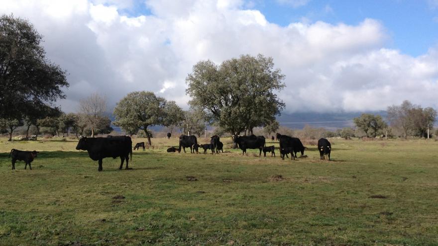 Aprovechamientos forestales. Pasto de raza Avileña en Riosequillo