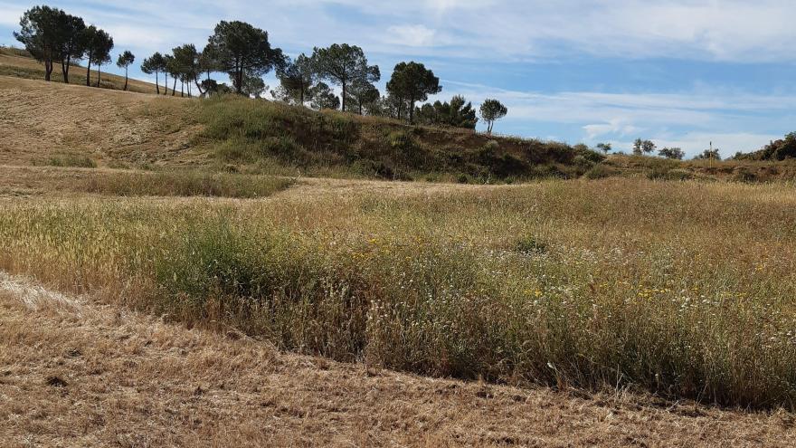 La Comunidad de Madrid crea 18 reservas de polinizadores para mejorar la biodiversidad en los 67 primeros kilómetros de Arco Verde