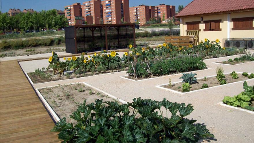 Plantaciones de huerta y girasoles al fondo