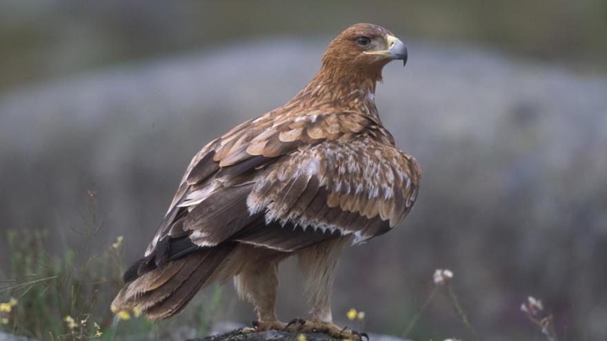 Águila imperial ibérica