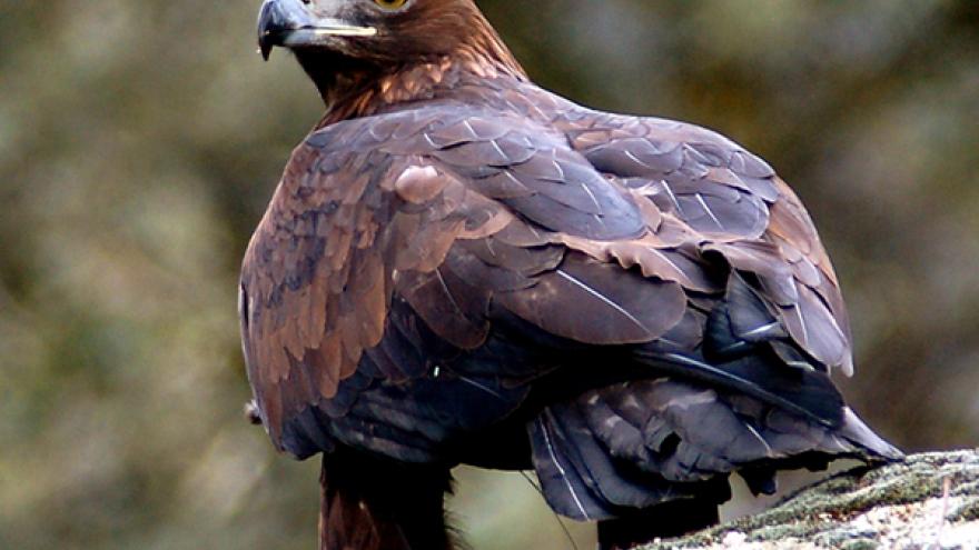 Águila real