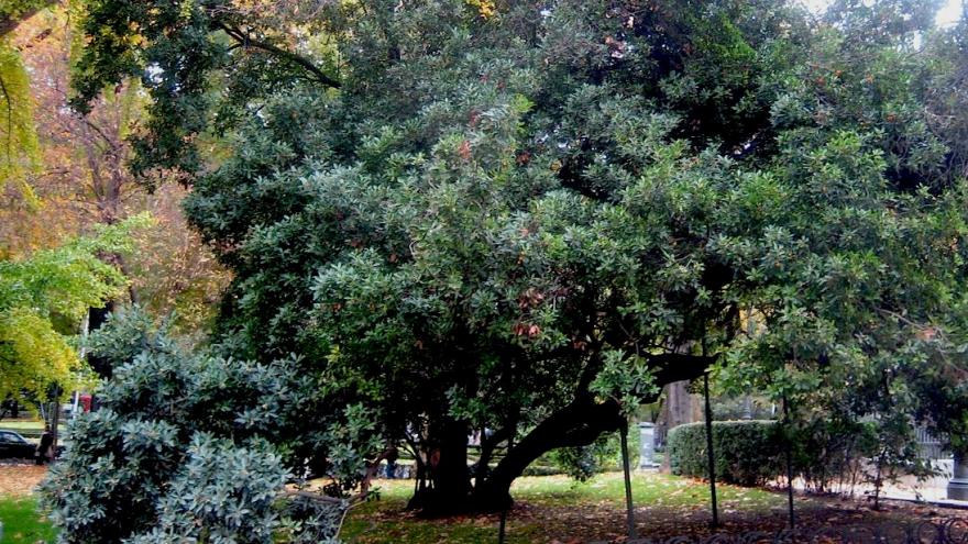 Árbol singular. Madroño. Madrid
