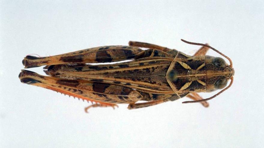 Fauna_Dociostaurus hispanicus (langosta)