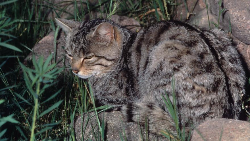 Fauna_Gato montés