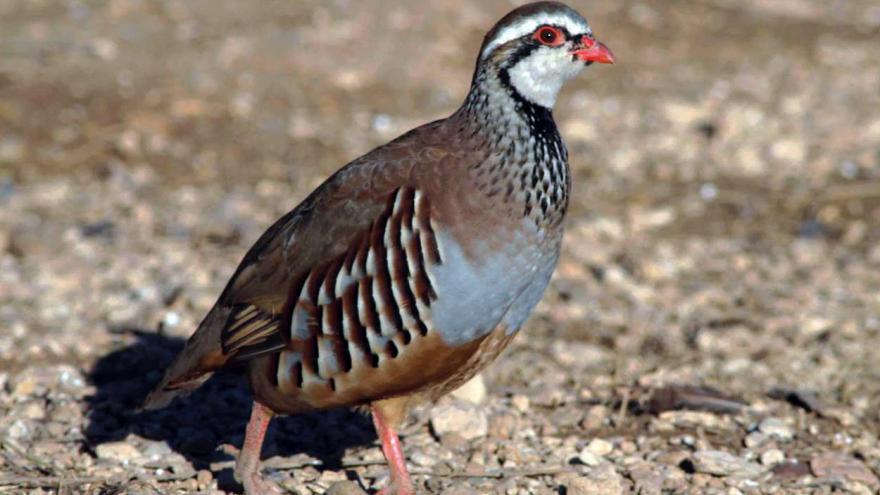 Fauna_Perdiz Fauna_Perdiz