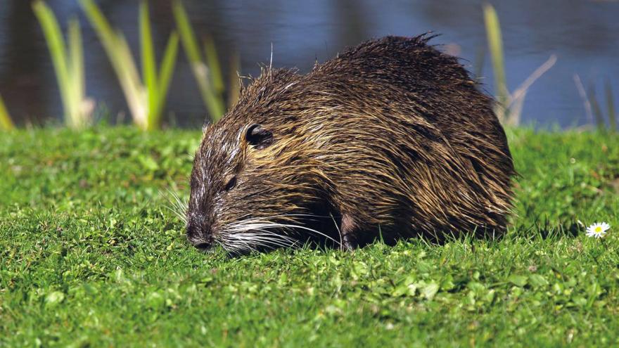 Fauna_Rata de agua