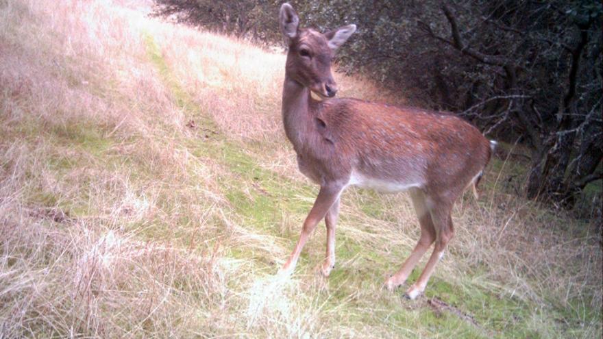 Fauna_Gamo