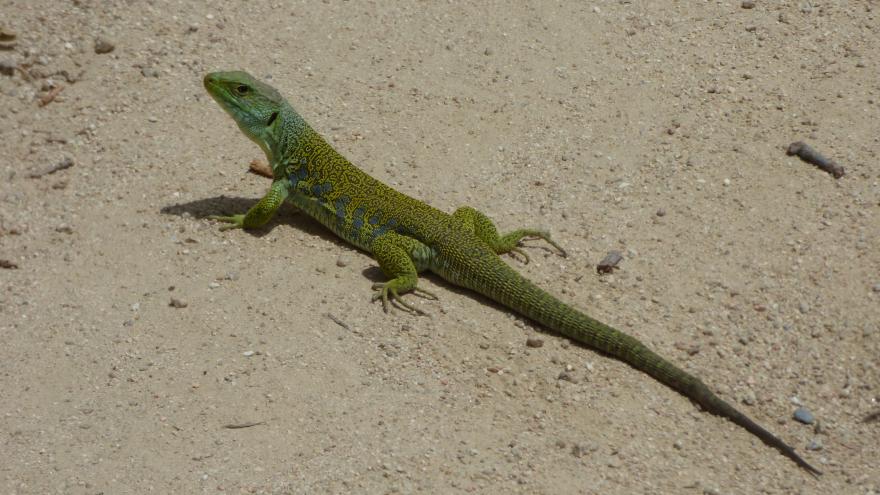 Fauna_Lagarto ocelado
