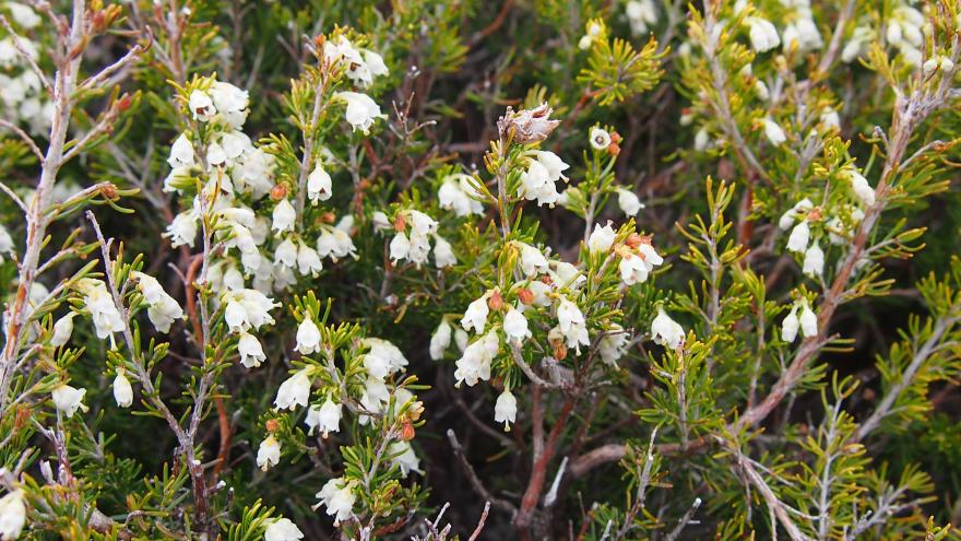 Flora_Brezo blanco