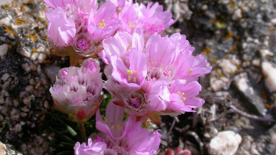 Flora_Erizo de la sierra