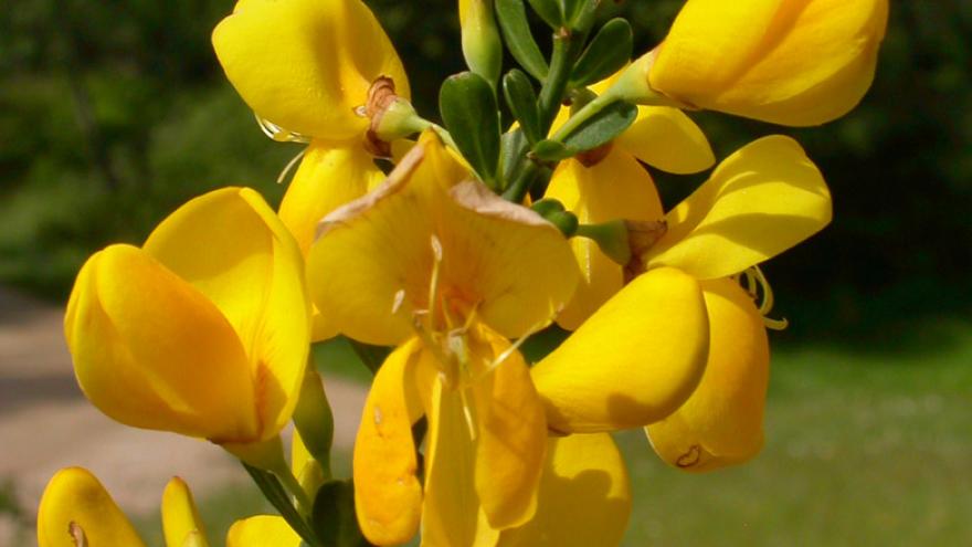 Flora_Escoba negra