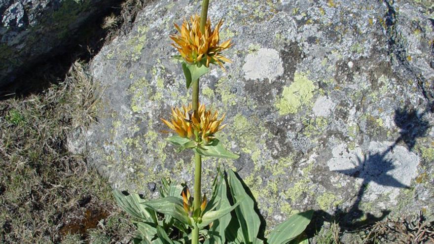 Flora_Genciana