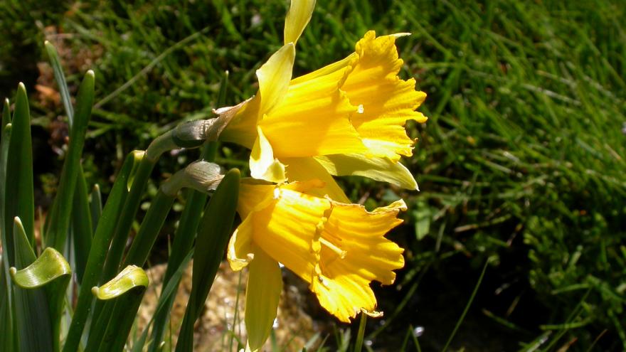 Flora_Narciso de los prados