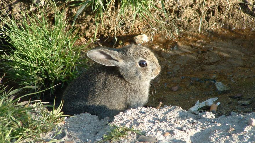 Fauna_Conejo