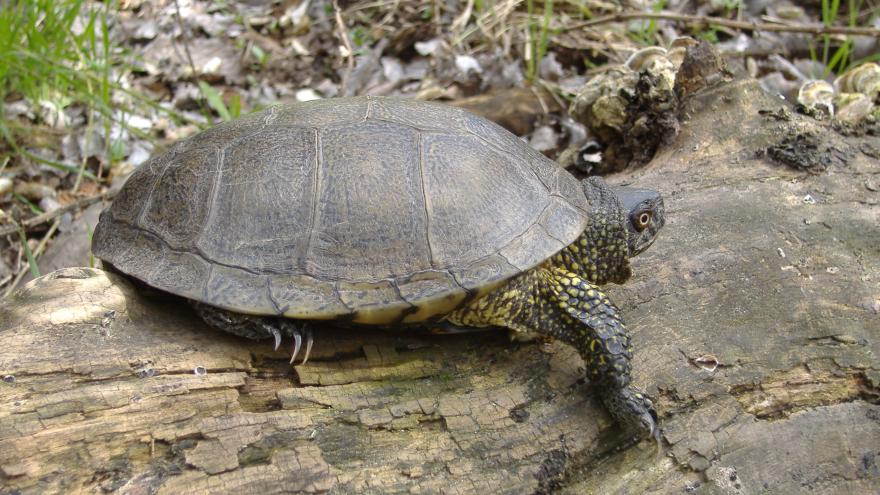Fauna_Galapago europeo