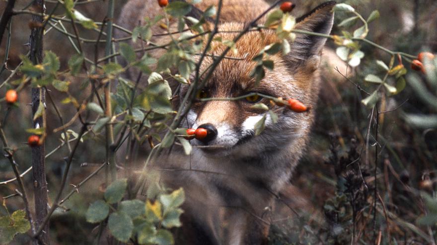 Fauna_Zorro (Vulpes vulpes)