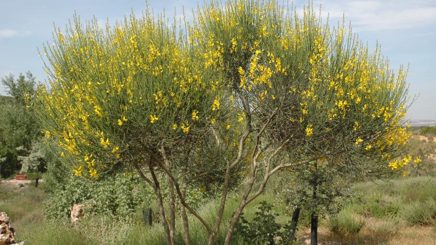 Flora_Retama