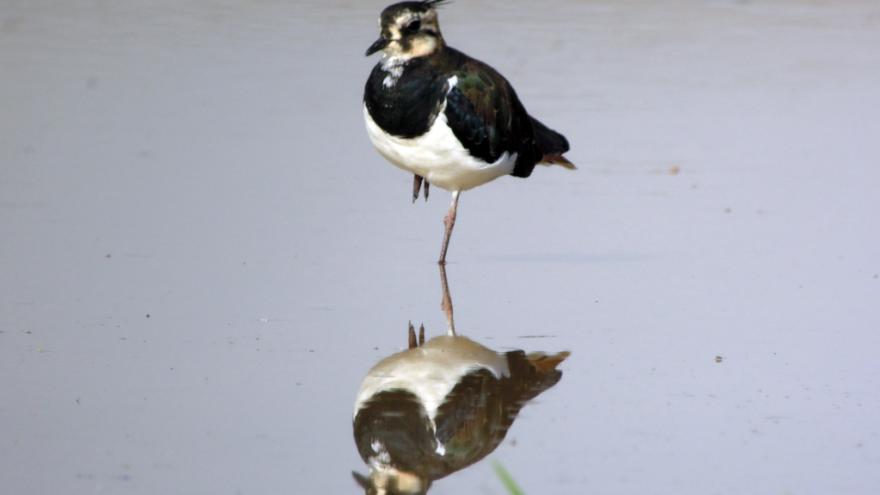 Fauna_Avefría