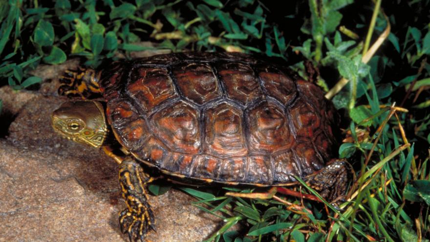 Fauna_Galápago leproso