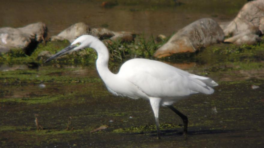 Fauna_Garceta común