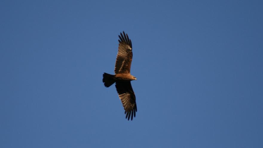 Fauna_Milano negro