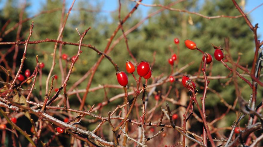 Flora_Escaramujo