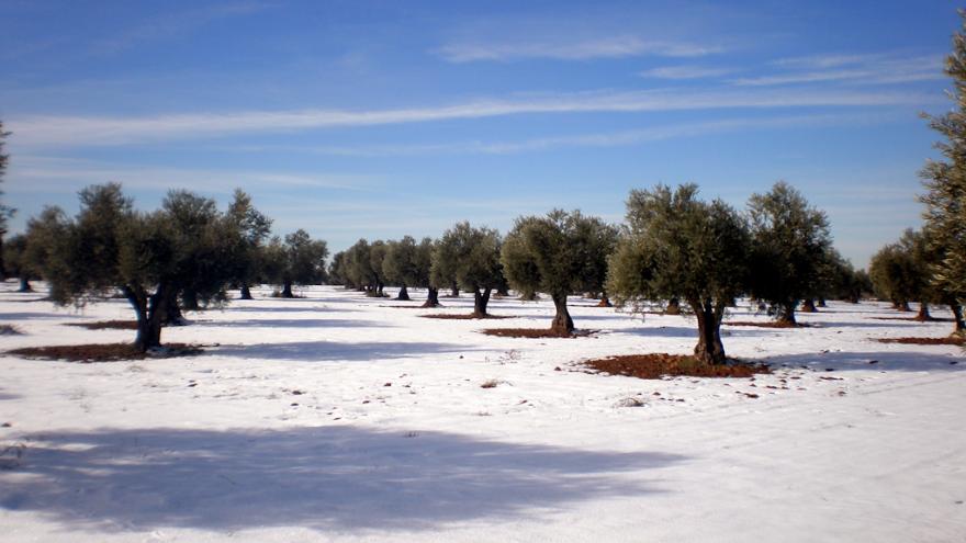 Flora_olivares nevados