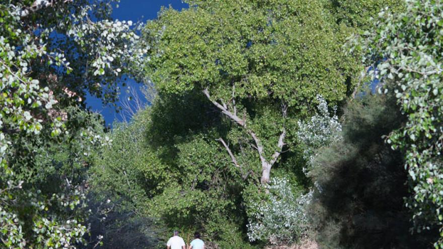 Senda Botánica El Campillo