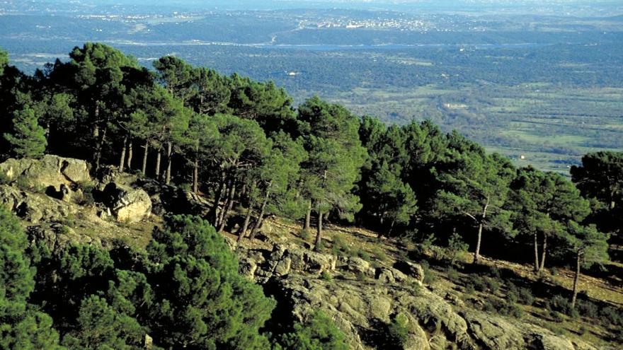 Pinares de pino silvestre en el Monte Abantos