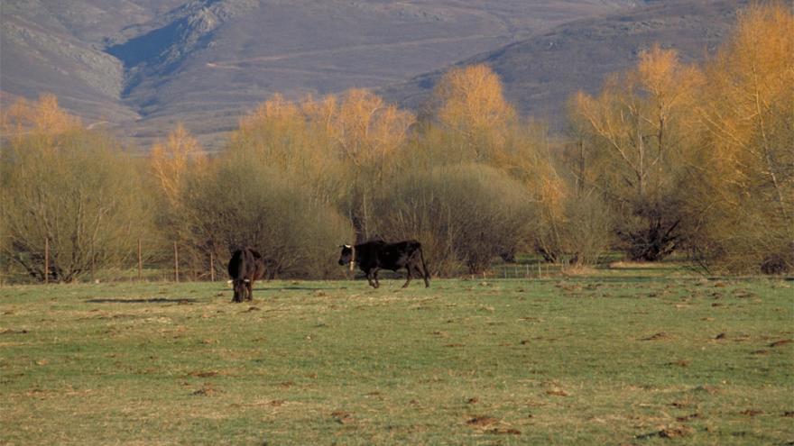 Dos ejemplares de ganado vacuno pastando en una dehesa rodeada de árboles y con montañas al fondo