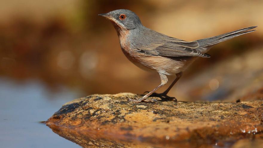 Curruca carrasquera - PR Guadarrama