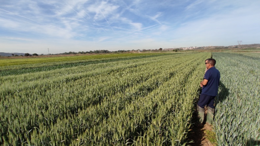 campo de cereales