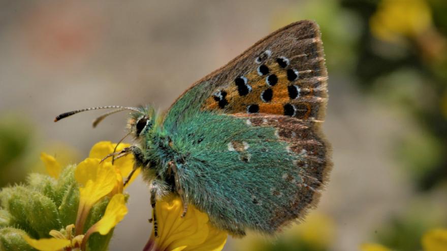 Mariposa Tomares ballus