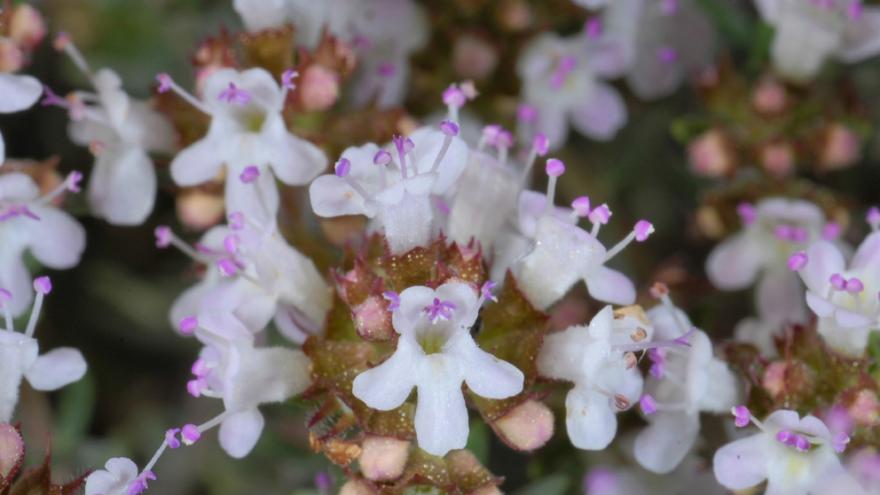 Thymus zygis