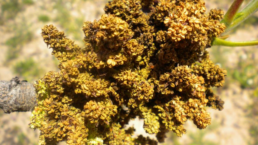 Plantas del pistacho