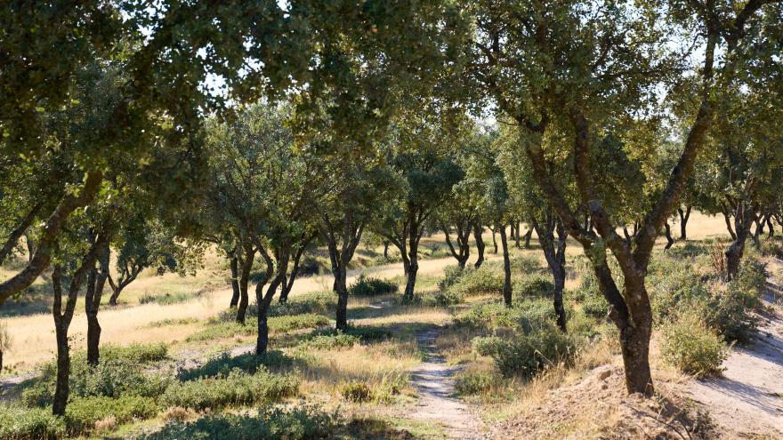 La Dehesa