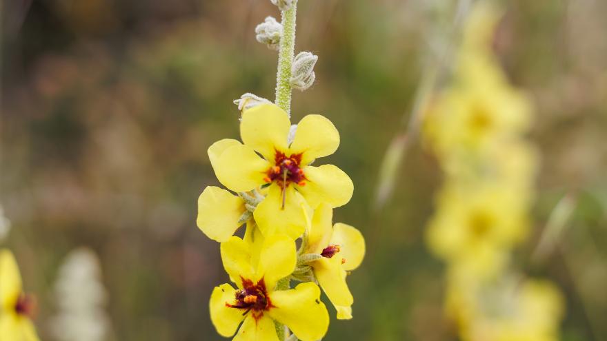 flor Verbascum