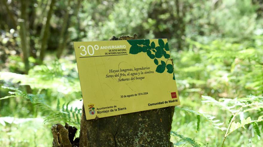 Hayedo de Montejo