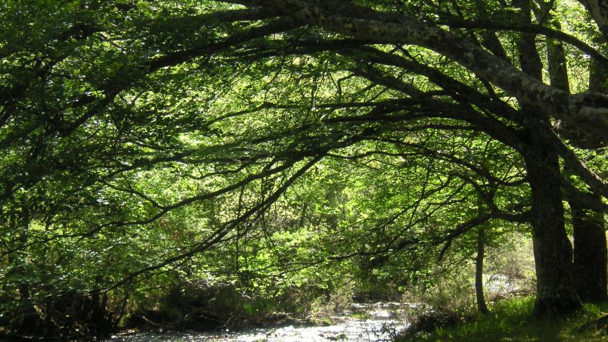 Hayedo de Montejo, itinerario guiado por el río Jarama
