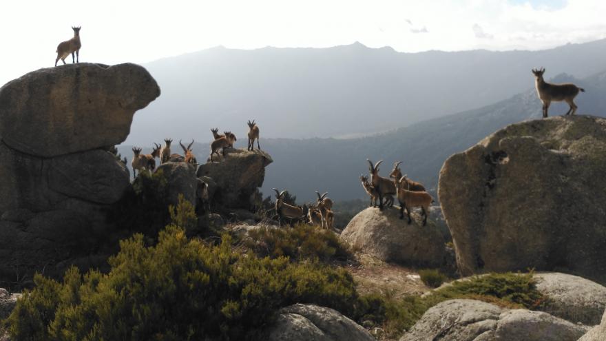 cabra montés