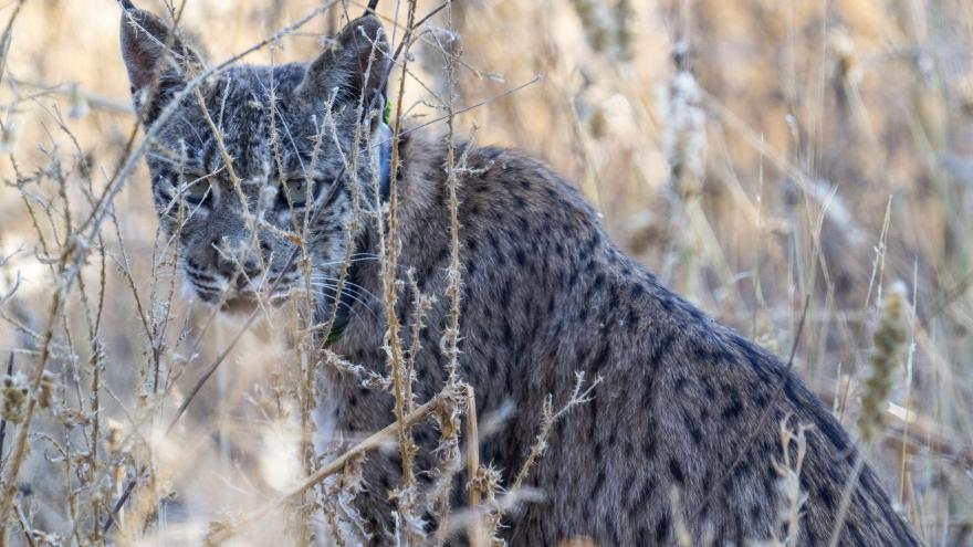 ejemplar de lince ibérico
