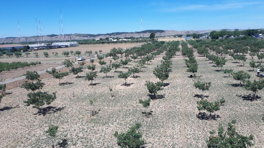 Plantas del pistacho