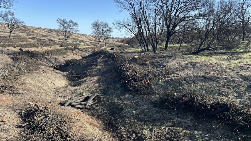 restauración de la superficie afectada por el incendio en el Monte de Viñuelas