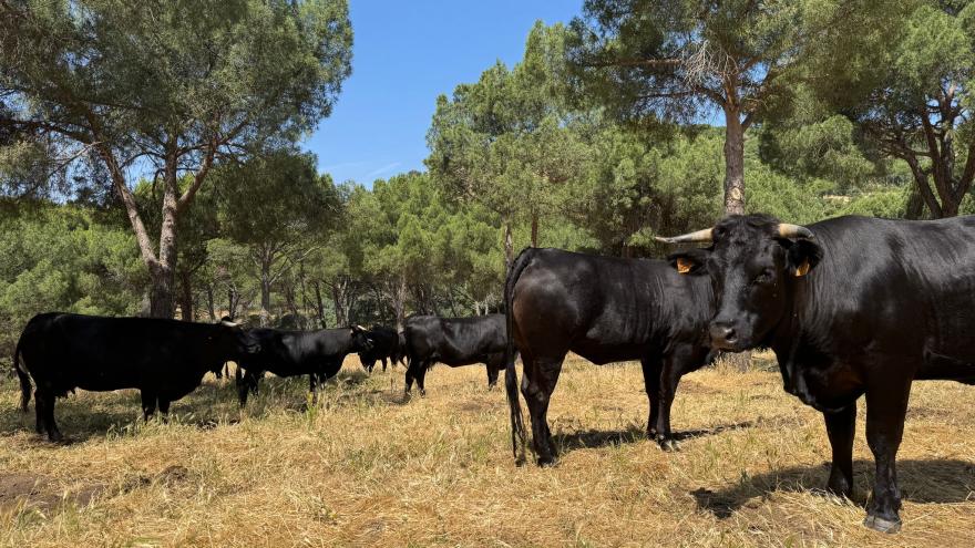 cabezas de ganado para prevenir incendios forestales