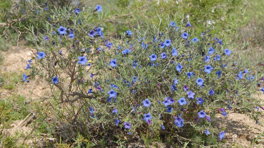 Lithodora fruticosa