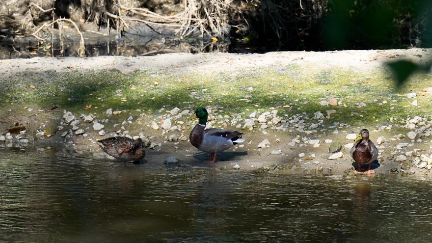 Río Manzanares