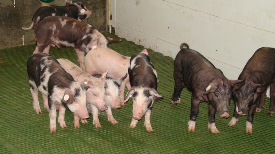 Minipigs de La Chimenea